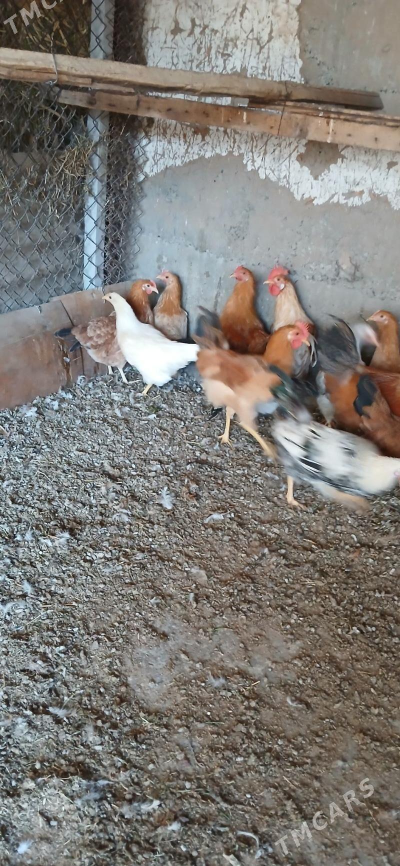 horaz - Gökje - img 3