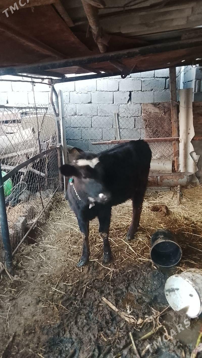 Göleli sygyr - Бузмеин - img 4