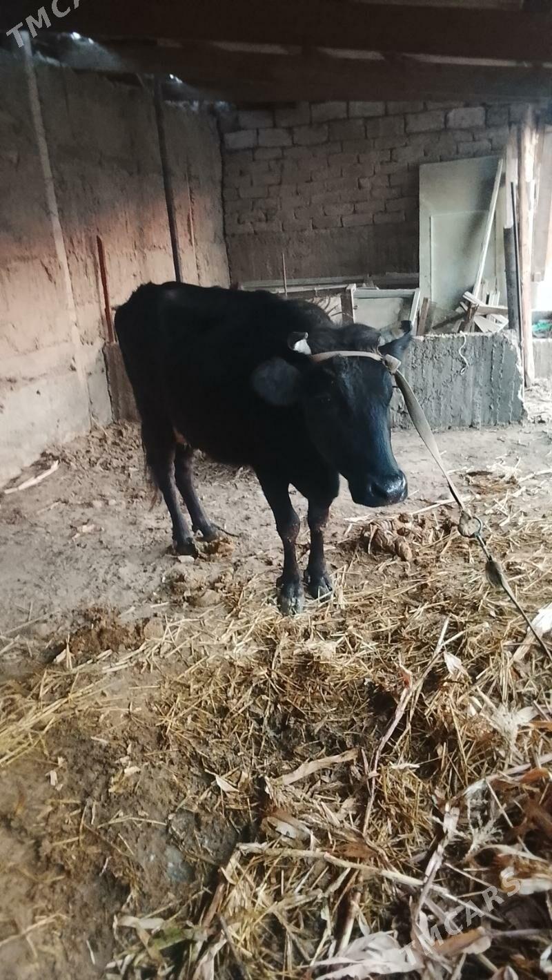 Göleli sygyr - Бузмеин - img 2