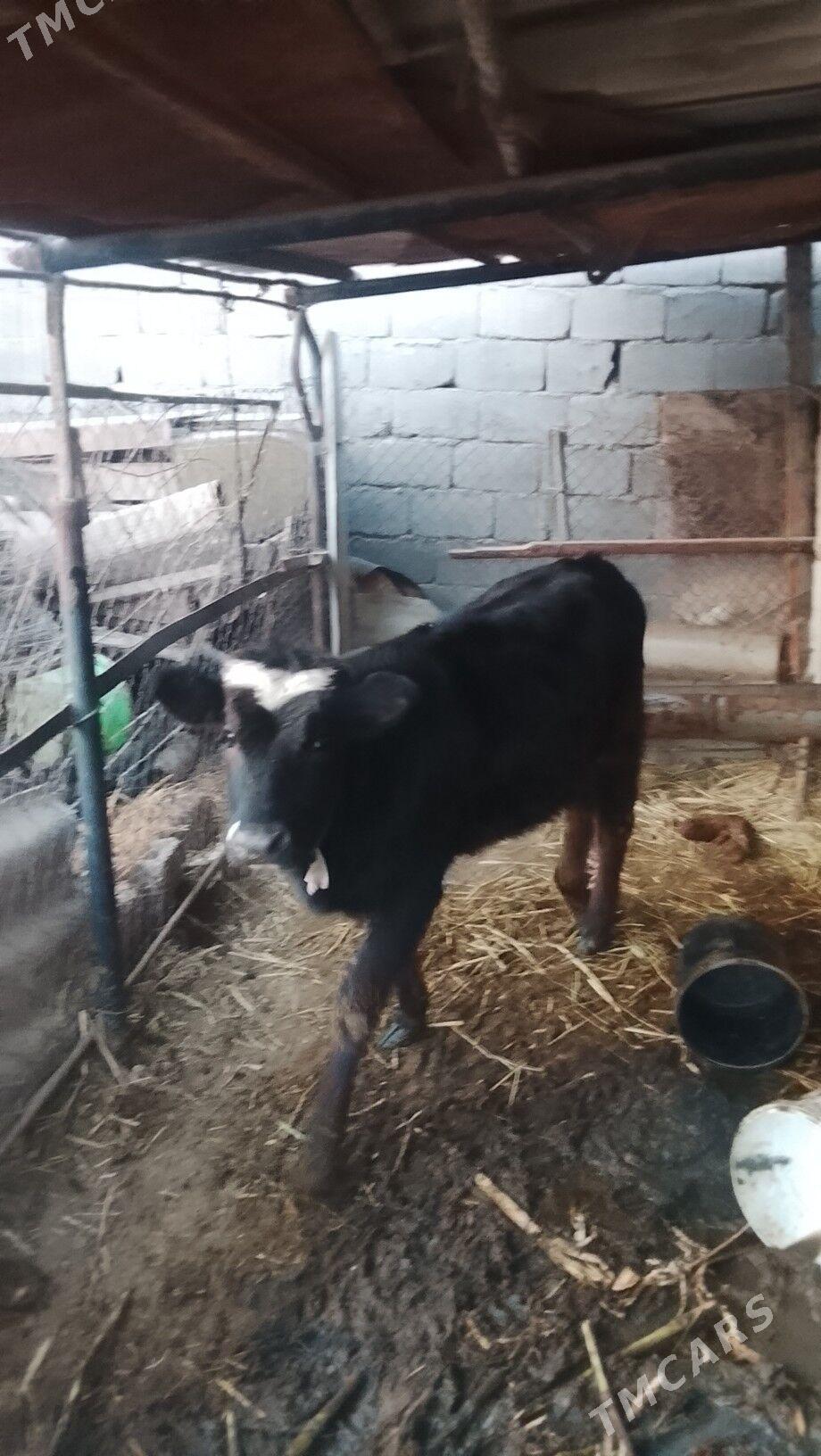 Göleli sygyr - Бузмеин - img 3