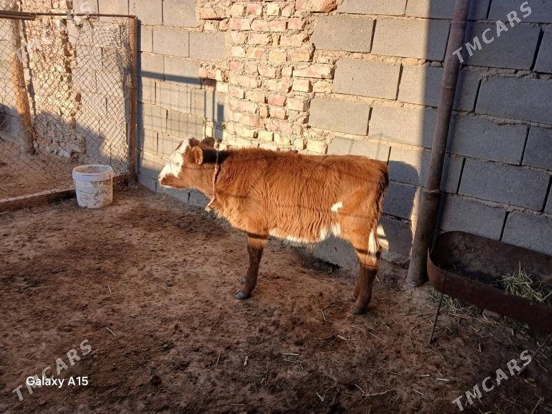 Öküzçe - Türkmenbaşy - img 2