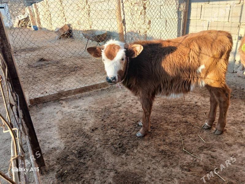 Öküzçe - Туркменбаши - img 1