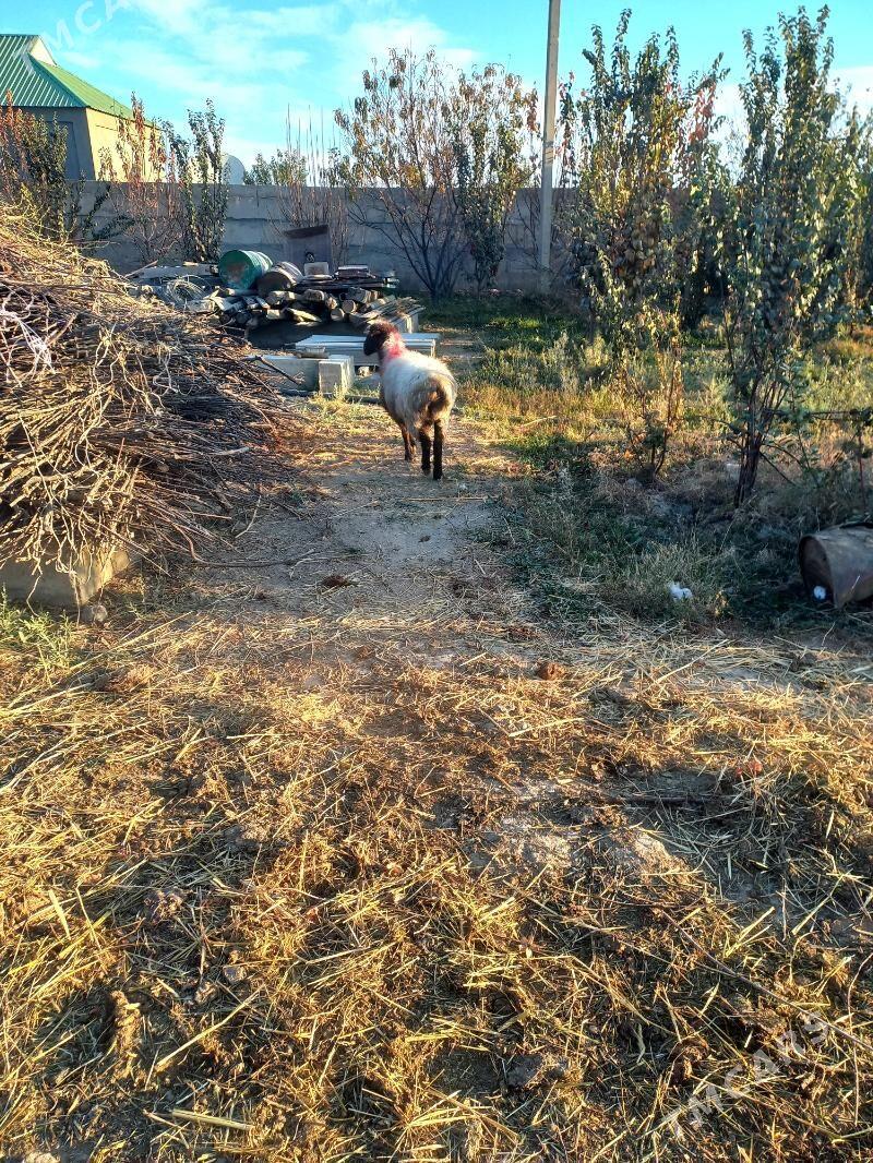 goyun - Gökdepe - img 3