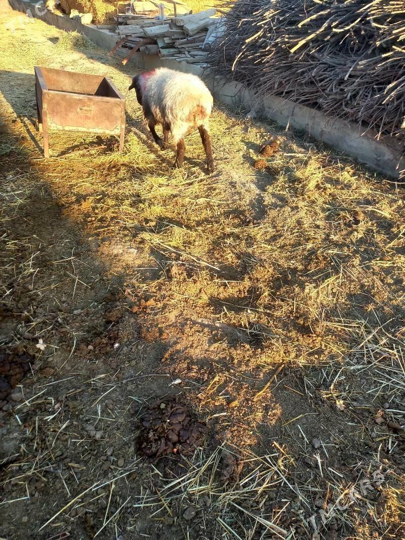 goyun - Gökdepe - img 4