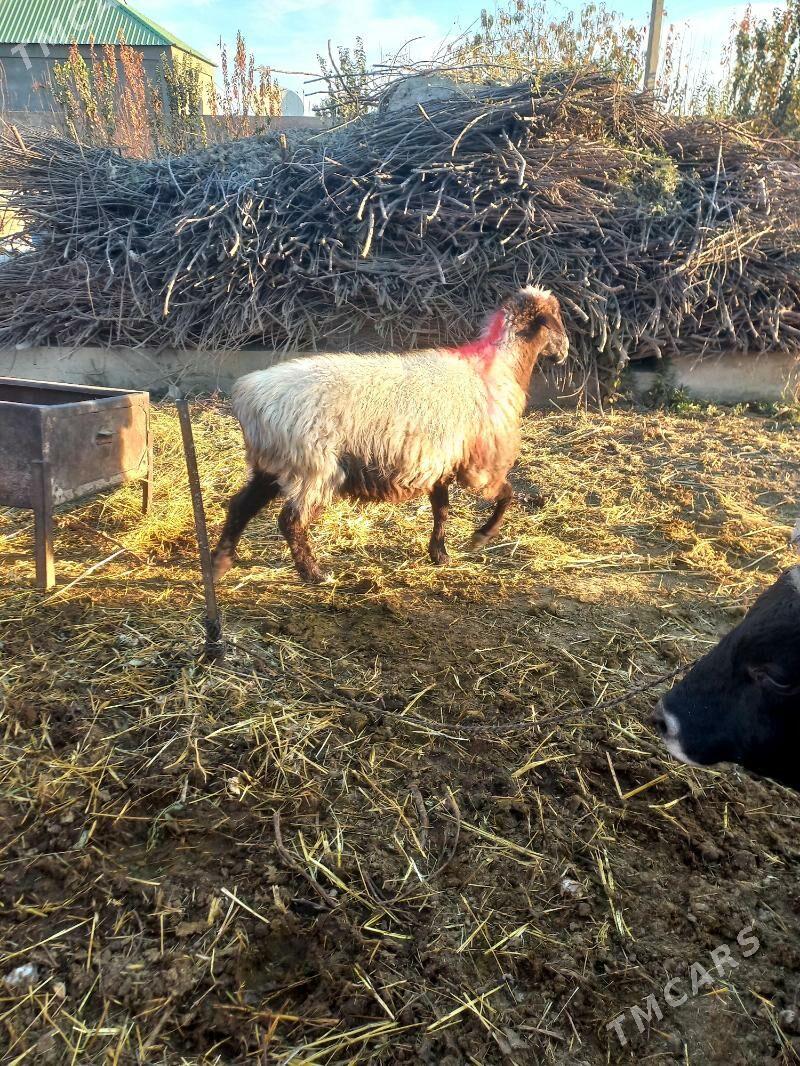 goyun - Gökdepe - img 2