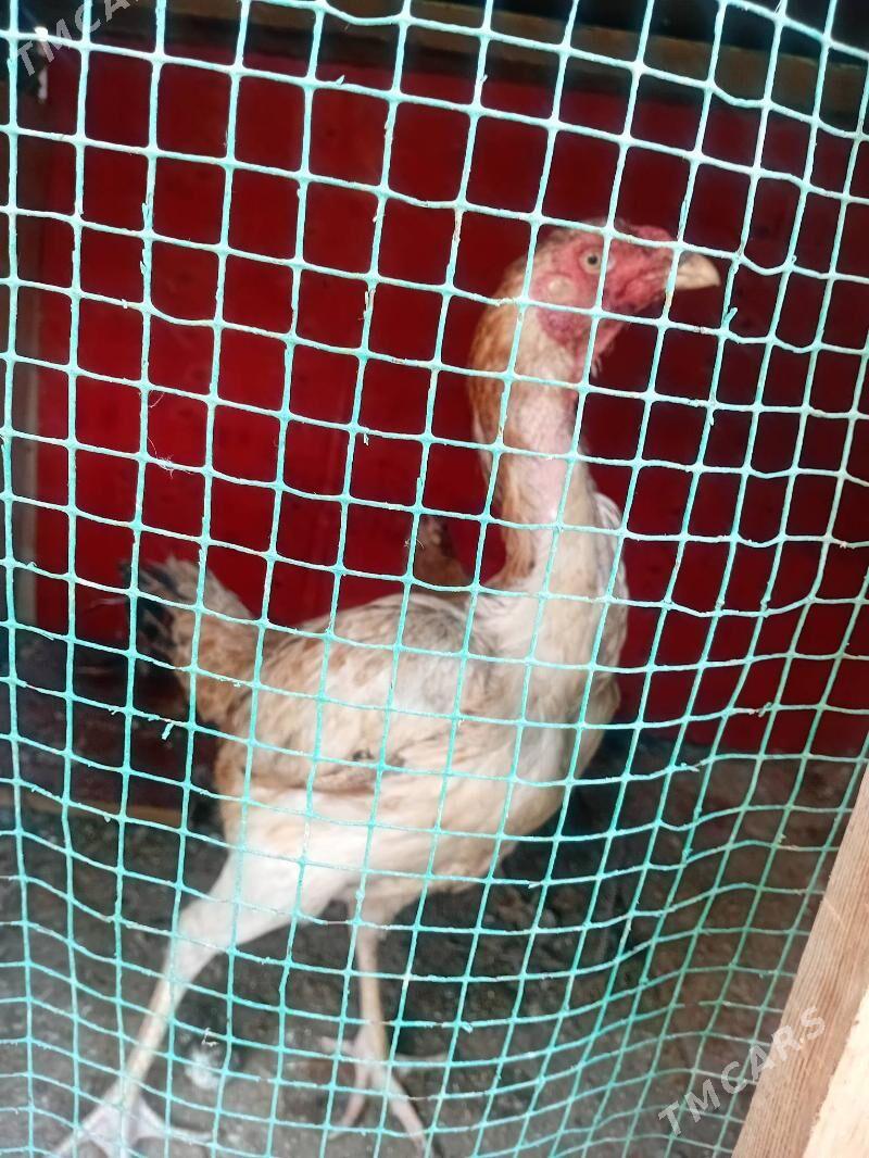 Taskent màki - 30 мкр - img 2