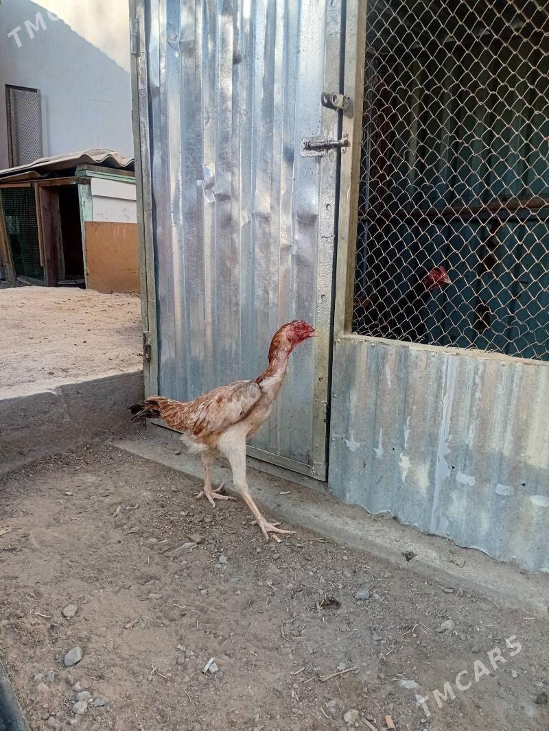 Taskent màki - 30 мкр - img 1