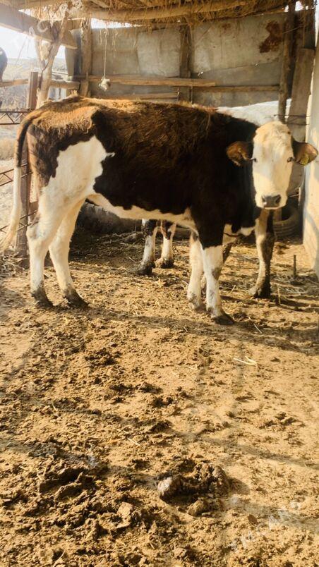 simintal - Saýat - img 3