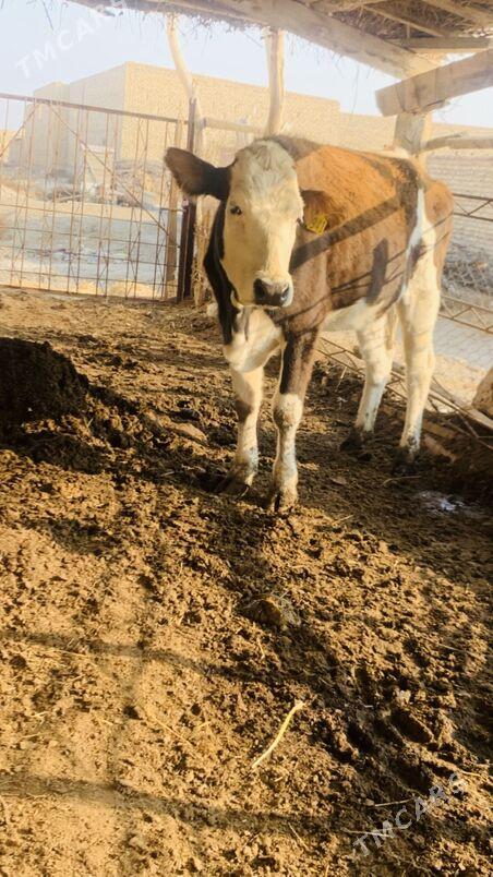 simintal - Saýat - img 2