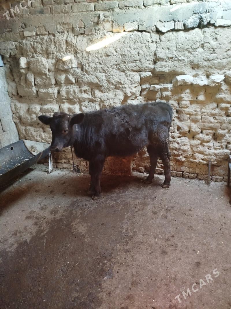 Tohum tuwe - Gyzylarbat - img 2