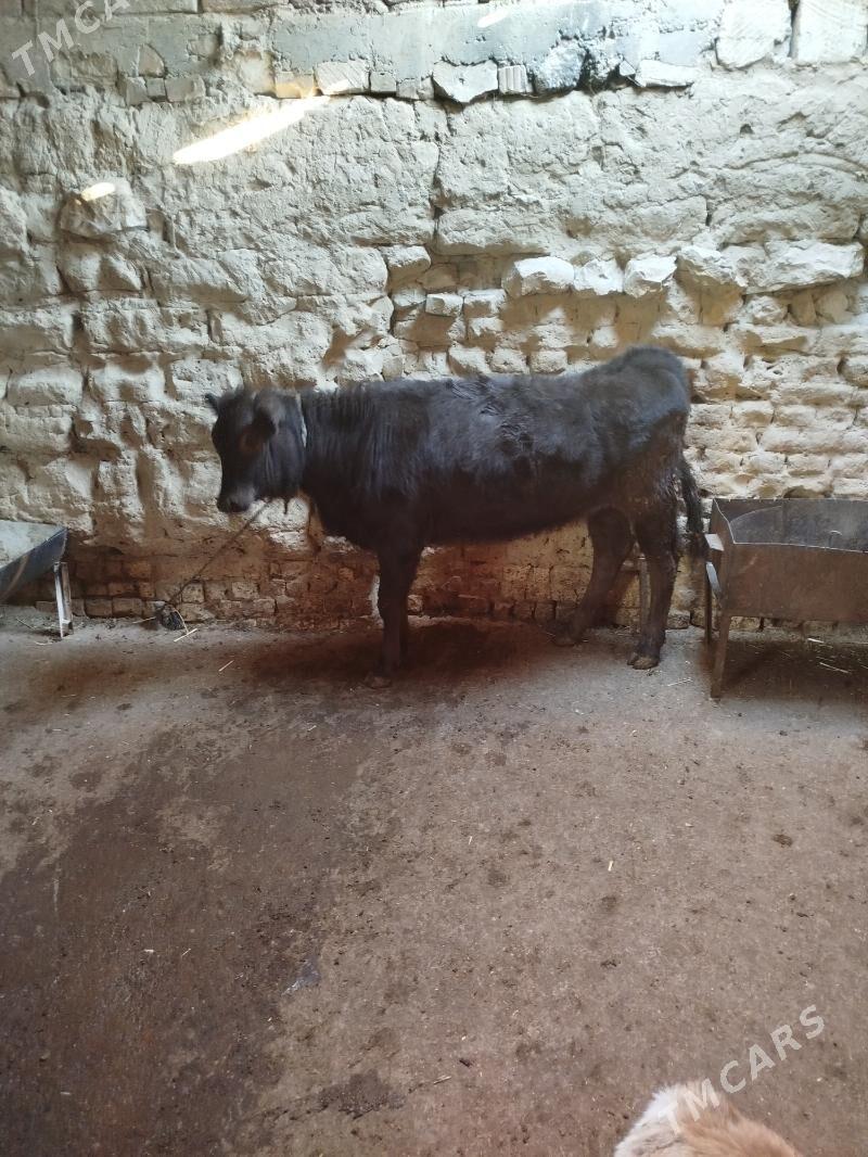 Tohum tuwe - Gyzylarbat - img 4