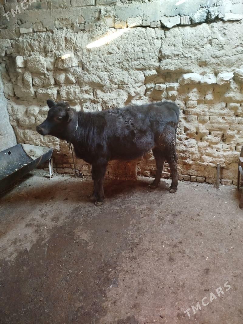 Tohum tuwe - Gyzylarbat - img 3