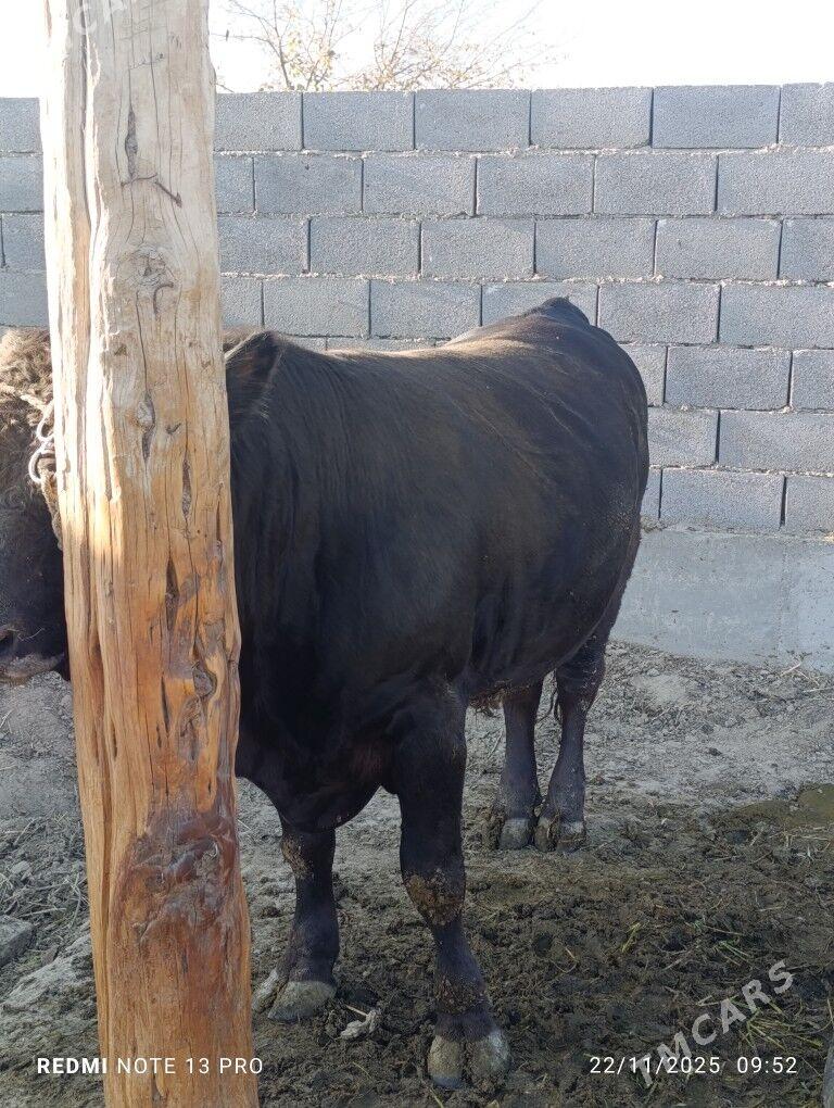 ÖKÜZLER - Бахарден - img 5