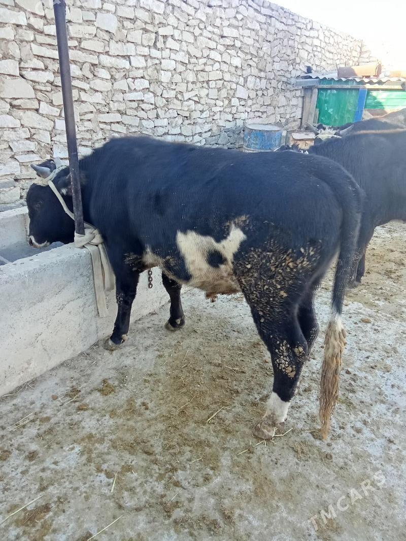 öküz - Gyzylarbat - img 2