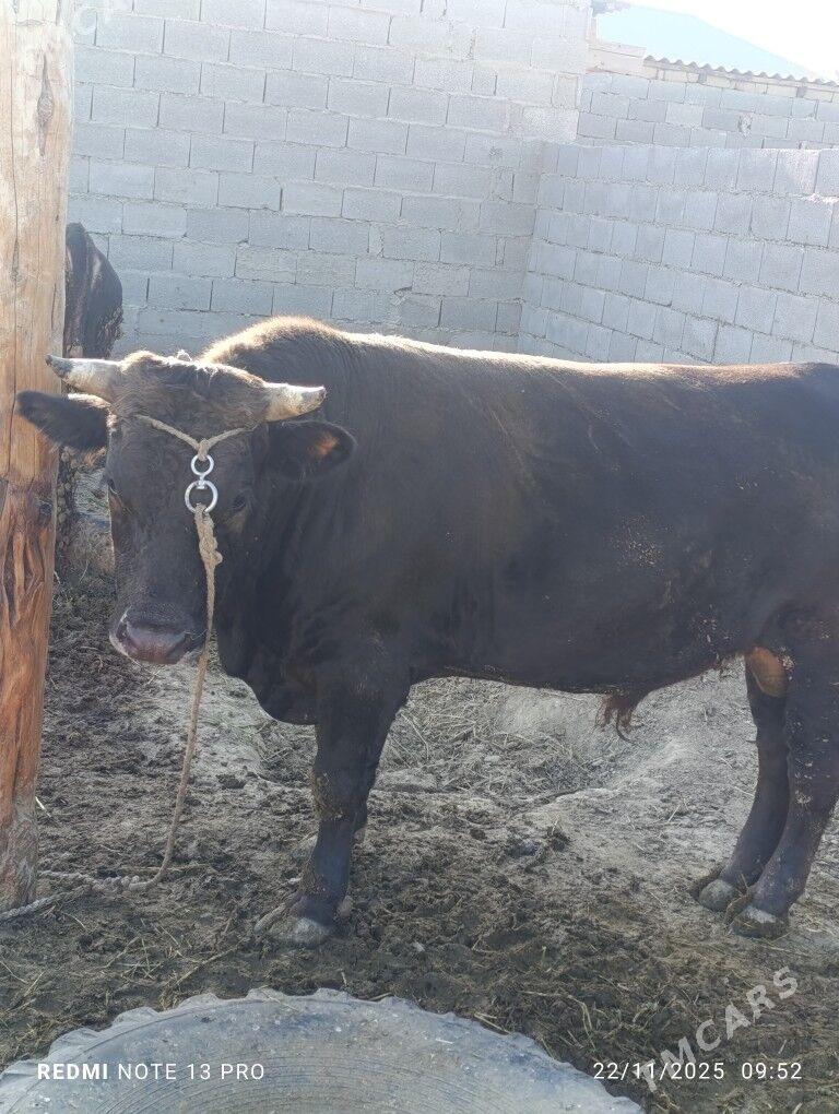 ÖKÜZLER - Бахарден - img 8