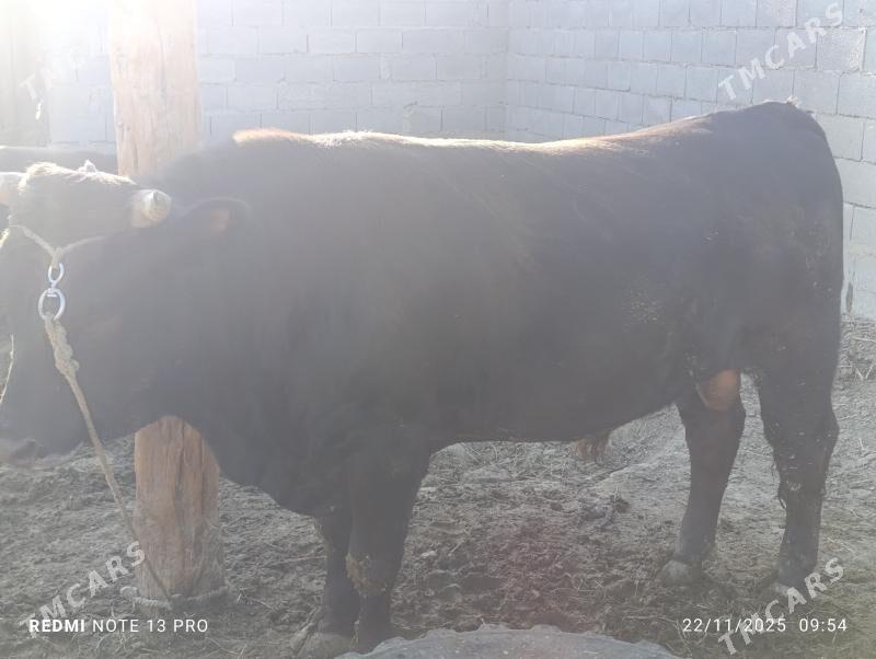 ÖKÜZLER - Бахарден - img 2