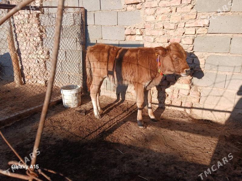 Göleli Sygyr - Туркменбаши - img 3