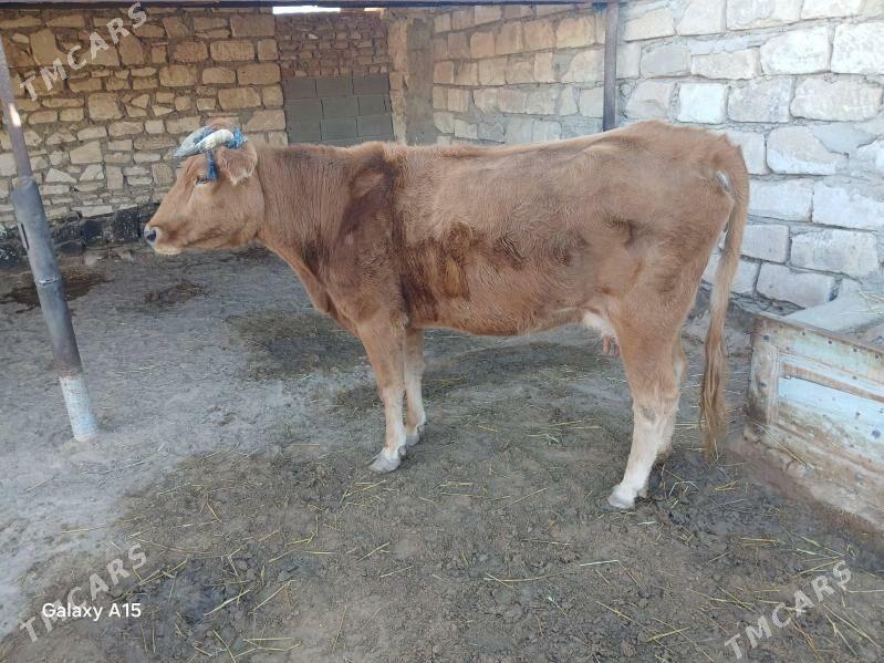 Göleli Sygyr - Туркменбаши - img 2