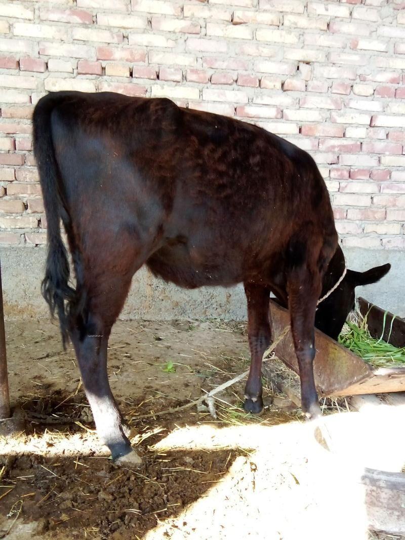 Gibrit Öküzler we Tüwe - Гёкдепе - img 2