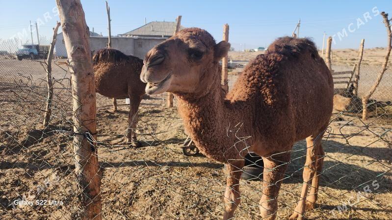 owşuk - Чоганлы - img 1