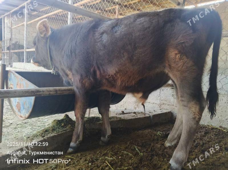 okuzce - Гёкдепе - img 2