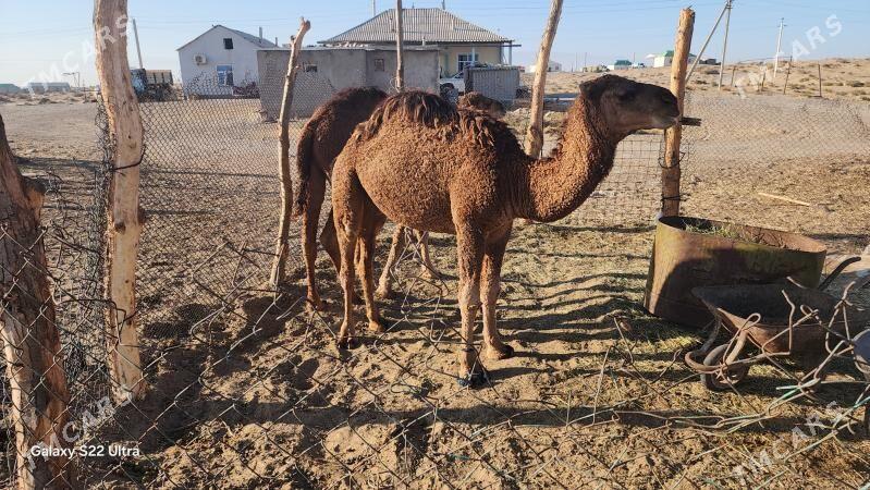 owşuk - Чоганлы - img 3