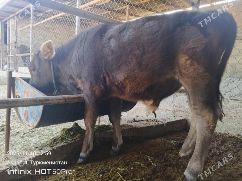 okuzce - Гёкдепе - img 1