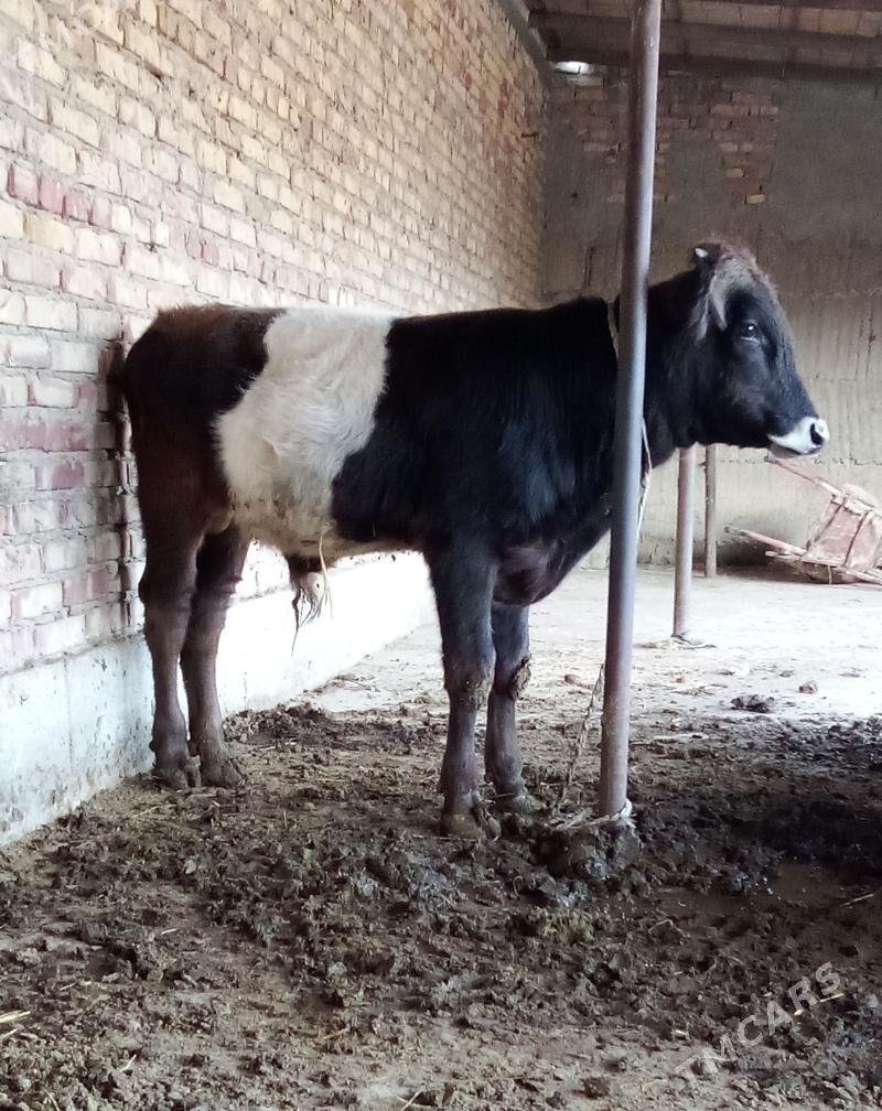 Gibrit Öküzler we Tüwe - Гёкдепе - img 5