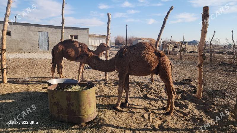 owşuk - Чоганлы - img 2