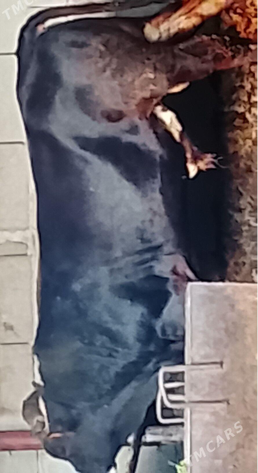 ökiz - Büzmeýin - img 1