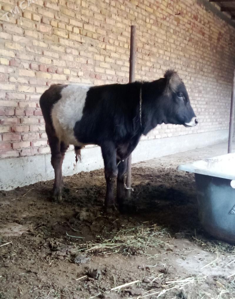 Gibrit Öküzler we Tüwe - Гёкдепе - img 4