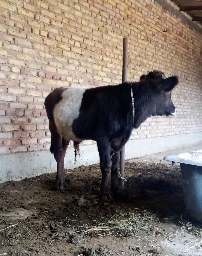 Gibrit Öküzler we Tüwe - Гёкдепе - img 10