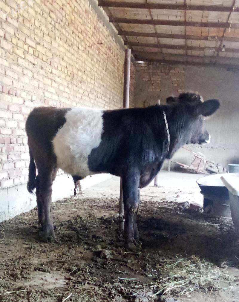 Gibrit Öküzler we Tüwe - Гёкдепе - img 7