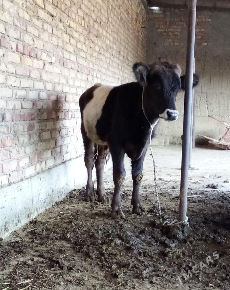 Gibrit Öküzler we Tüwe - Гёкдепе - img 8