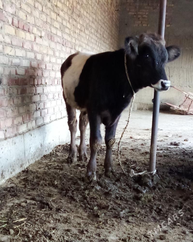 Gibrit Öküzler we Tüwe - Гёкдепе - img 9