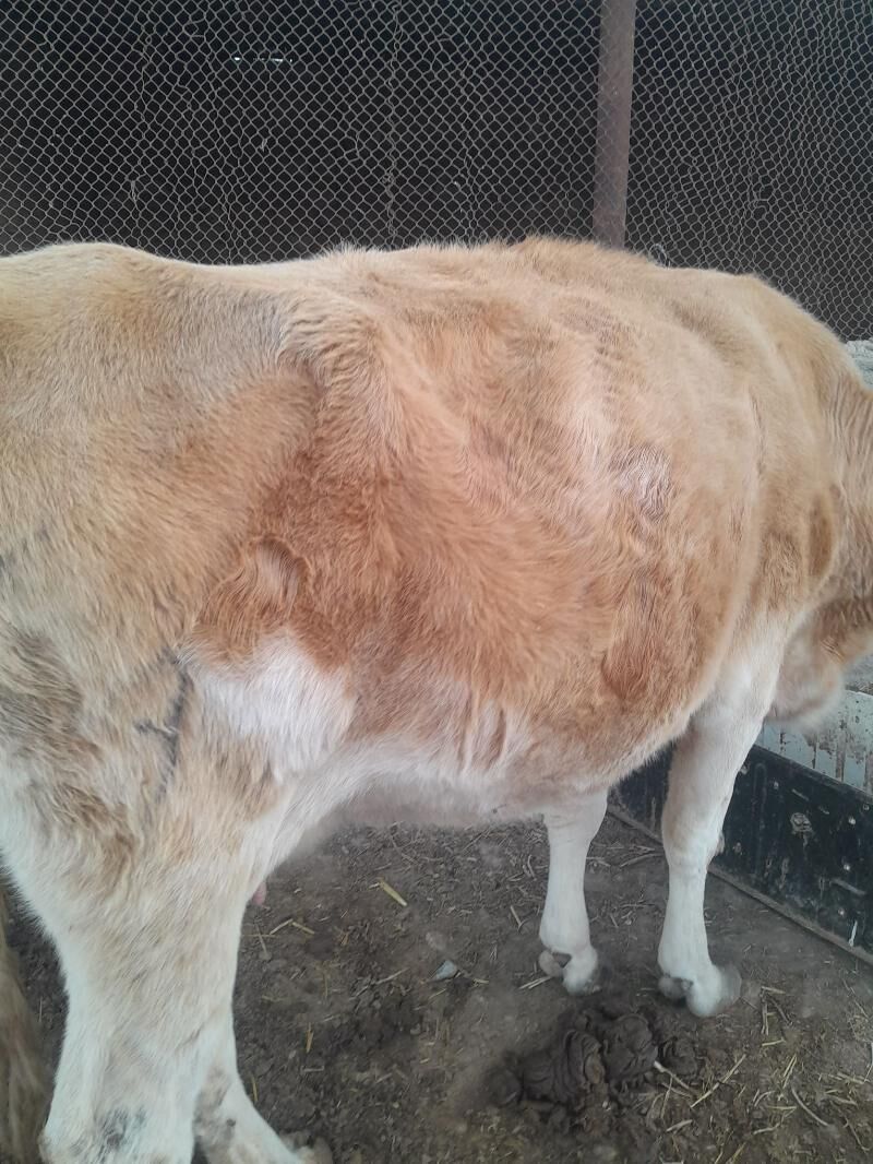 sygyr bogaz - Gyzylarbat - img 2