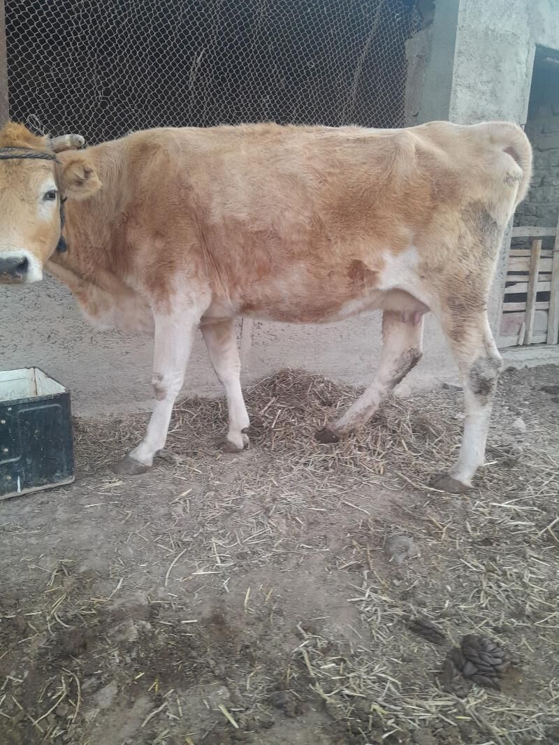 sygyr bogaz - Gyzylarbat - img 1