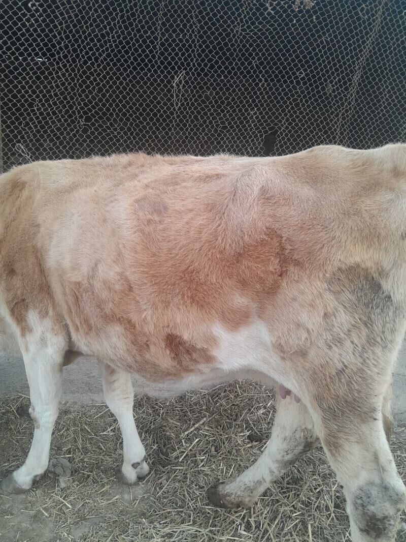 sygyr bogaz - Gyzylarbat - img 3