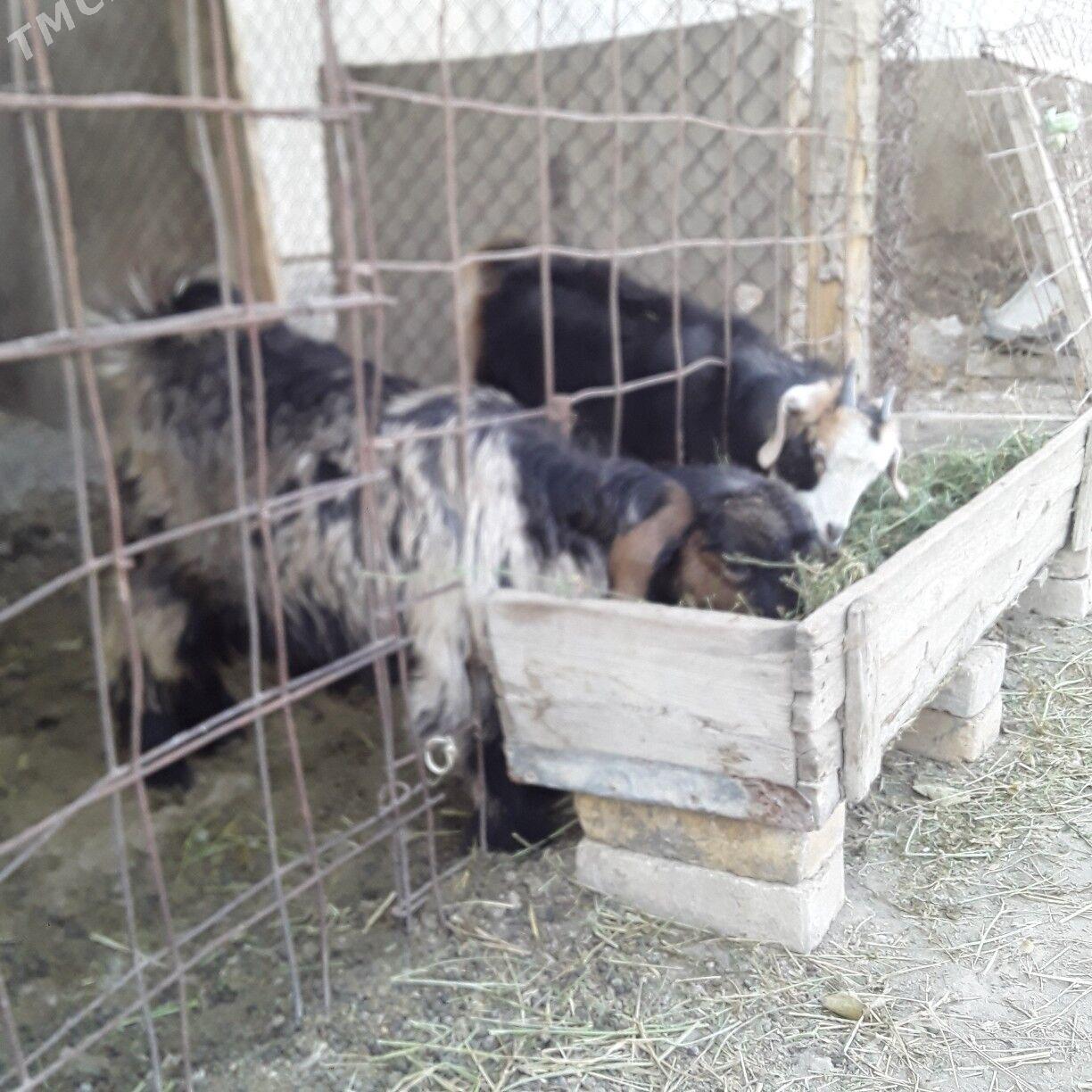 owlak - Büzmeýin - img 1