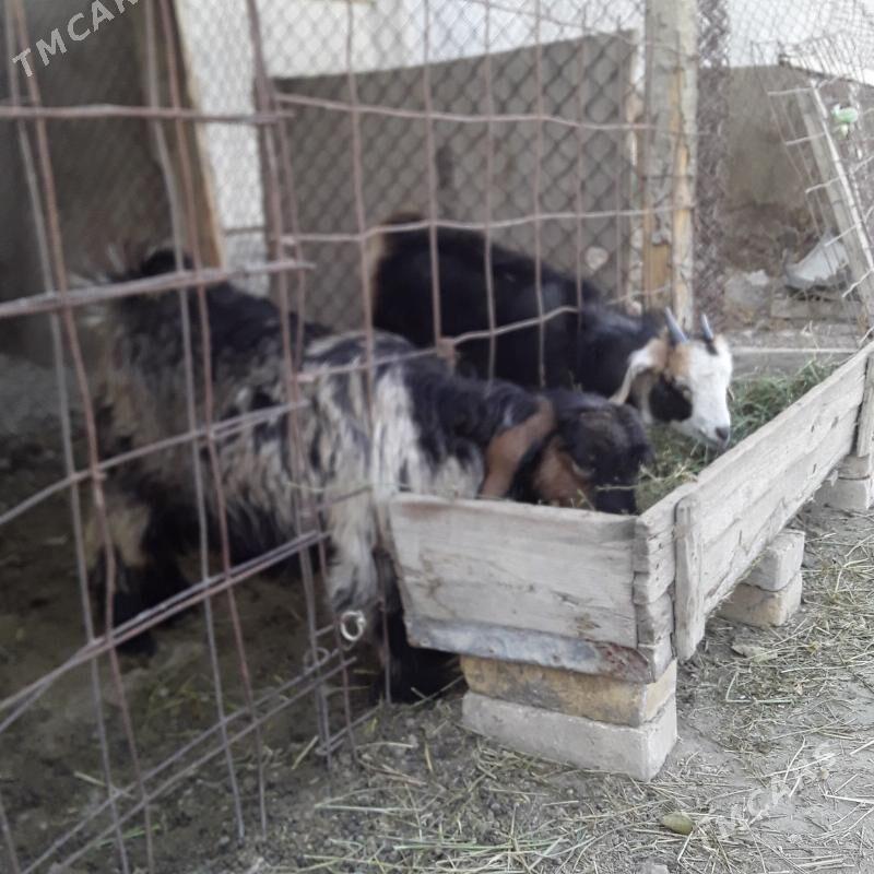 owlak - Büzmeýin - img 2