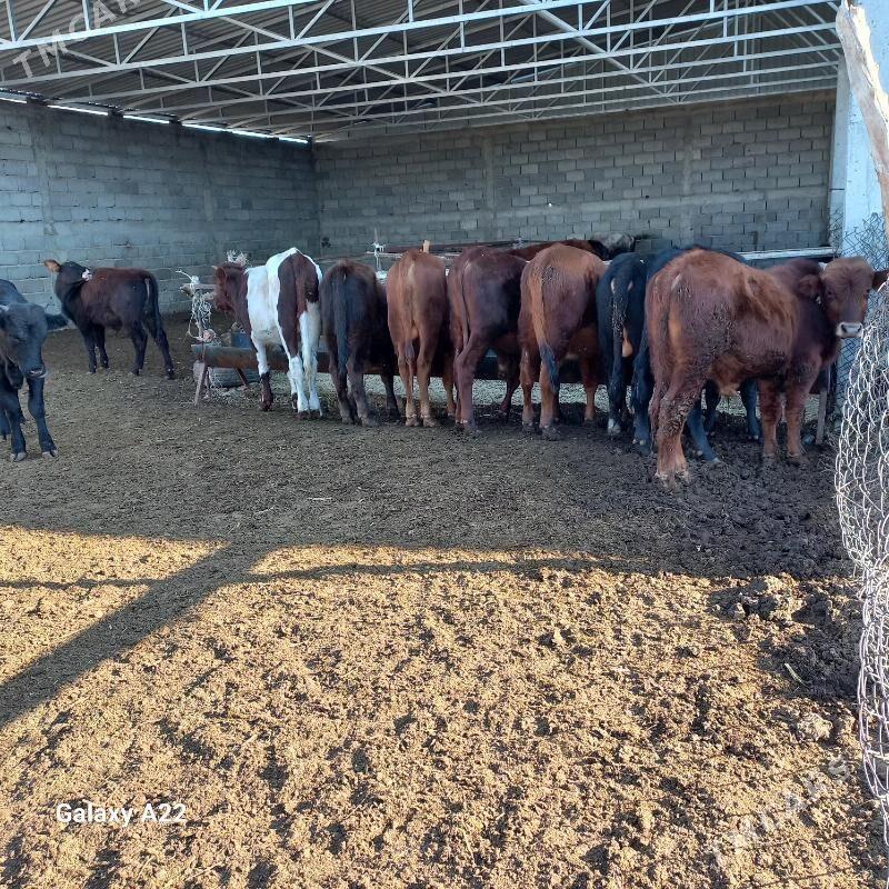 öküz - Яшлык - img 4