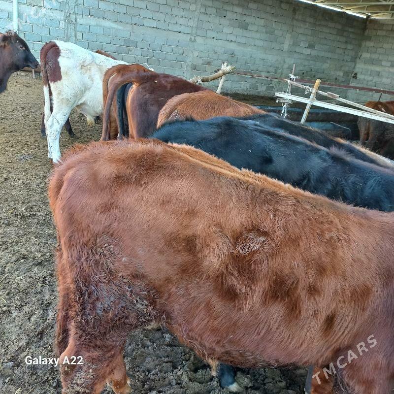 öküz - Яшлык - img 2