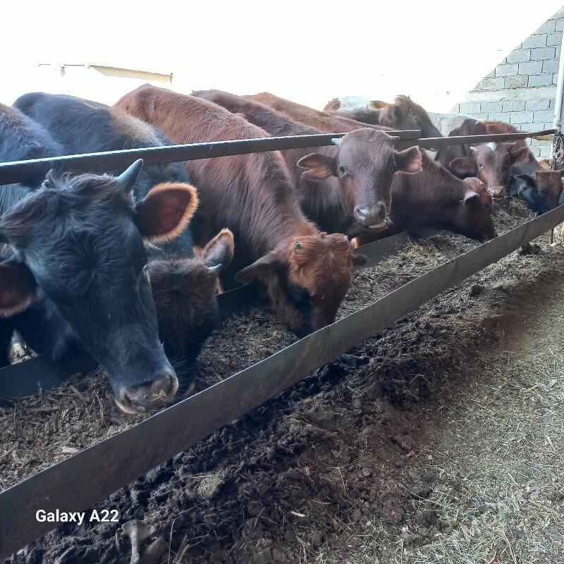 öküz - Яшлык - img 3