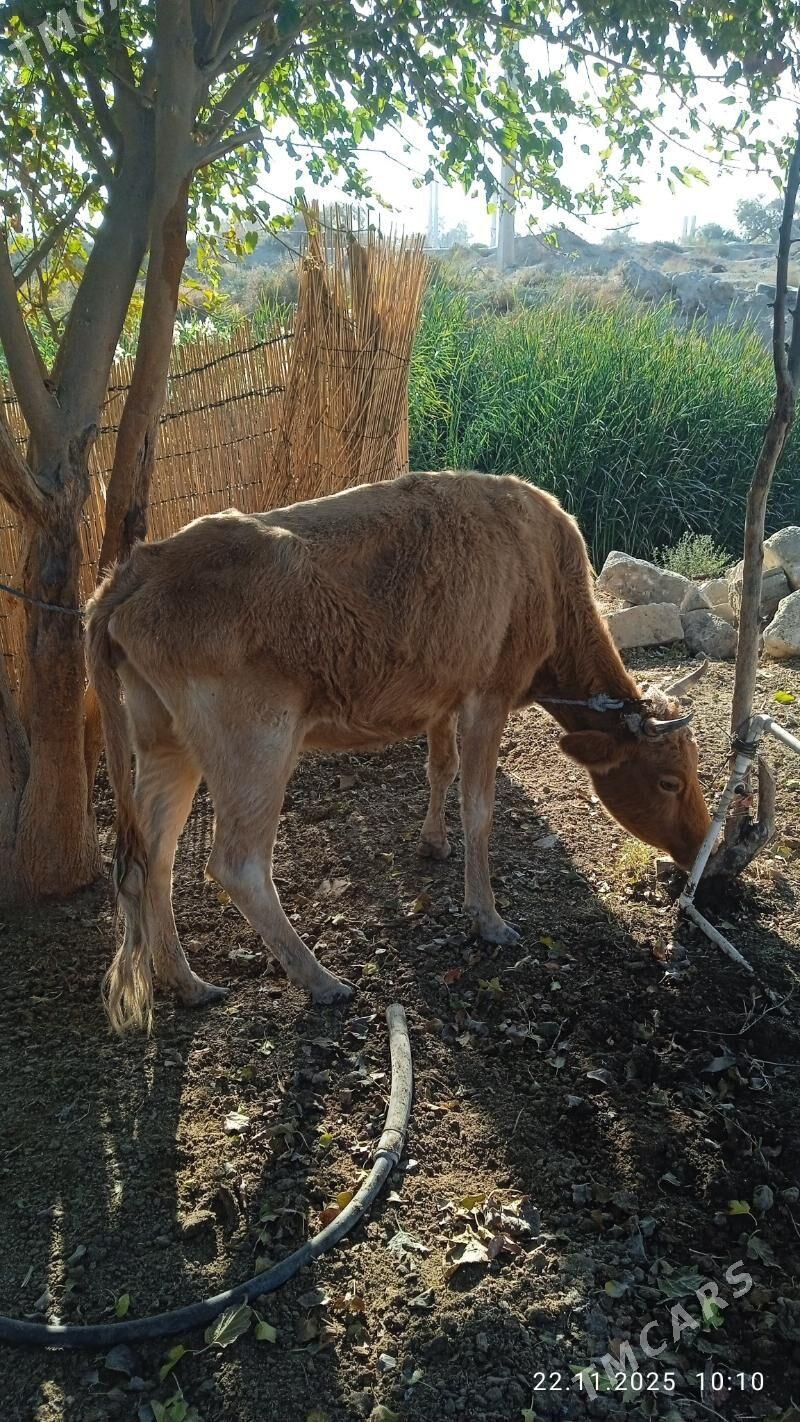 gysyrsygyr - Çoganly - img 3