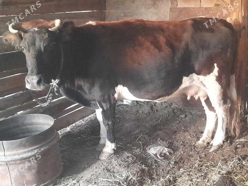 sygyr - Gyzylarbat - img 2