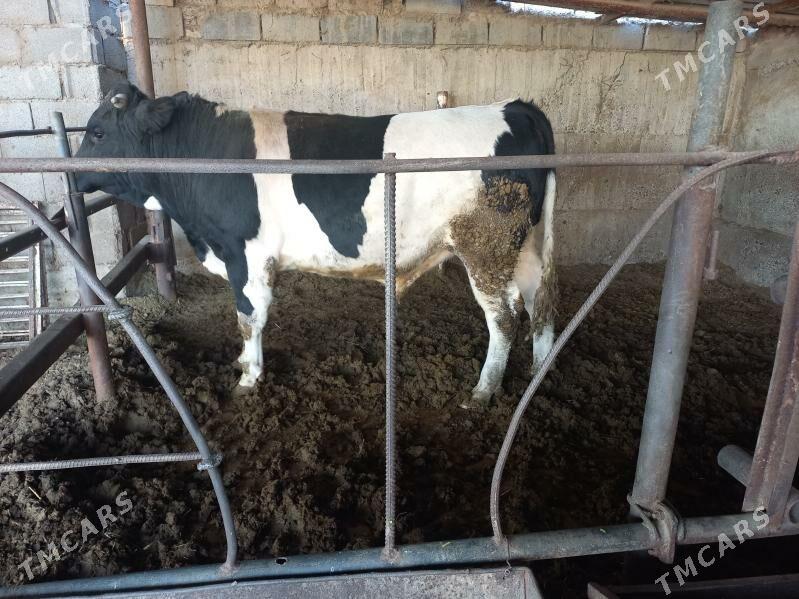 öküz - Änew - img 1