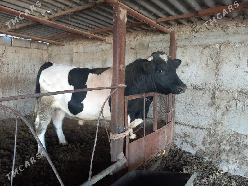 öküz - Änew - img 4