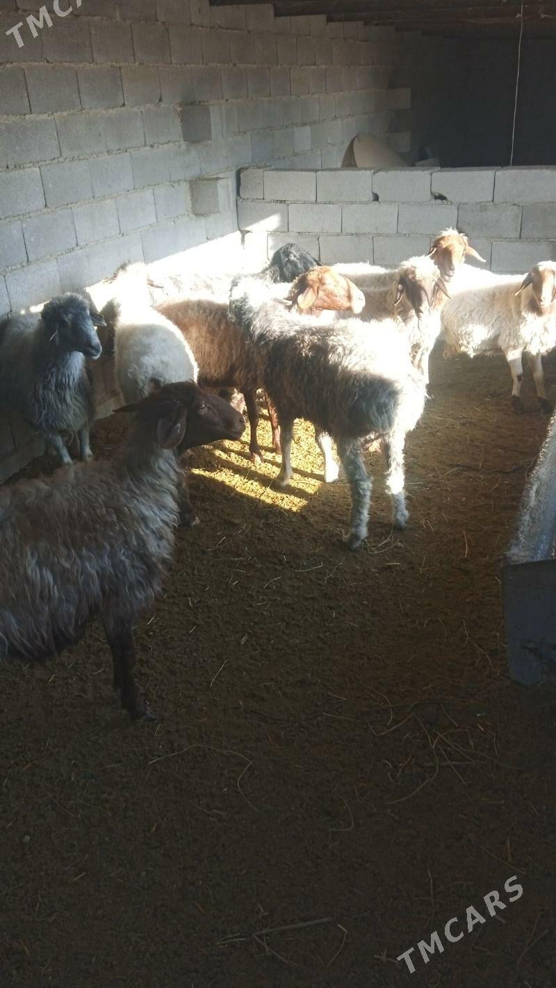 goyunlar - Bäherden - img 3