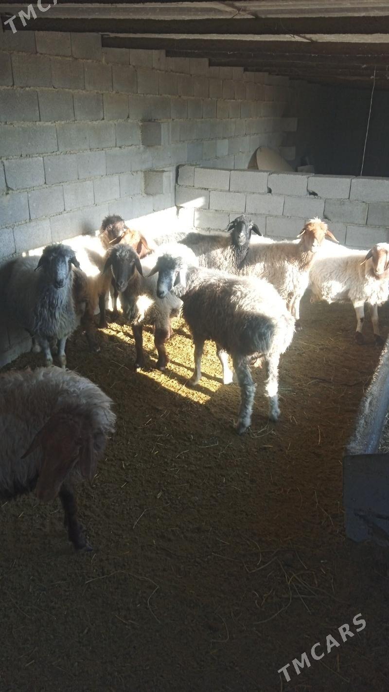 goyunlar - Bäherden - img 2