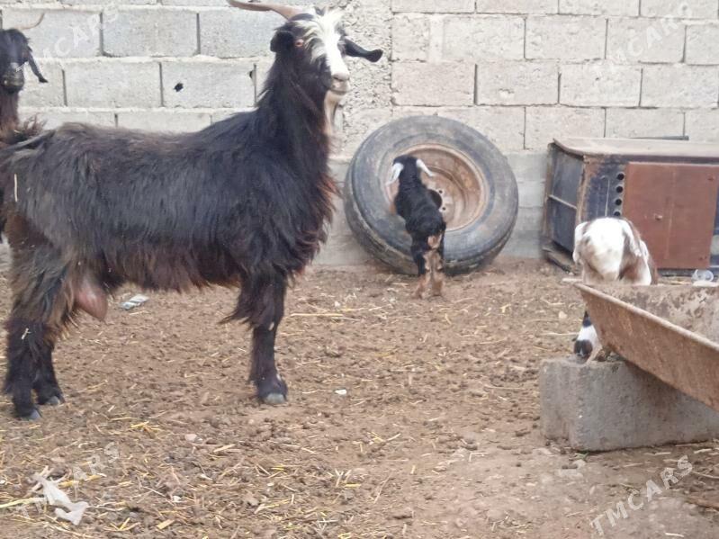 owlakly geçi - Balkanabat - img 2